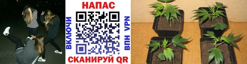 Бошки марихуана THC 21%  Купить  Дмитриев 